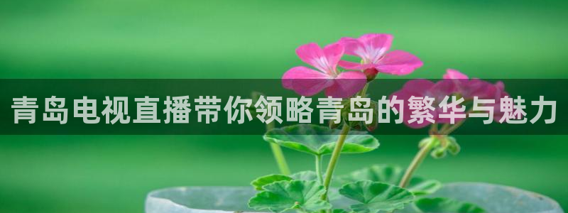 9255tv直播nba在线观看：青岛电视直播带你领略青岛的繁华与魅力